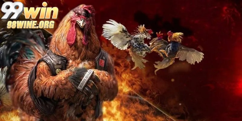 Giới thiệu về đá gà 98WIN